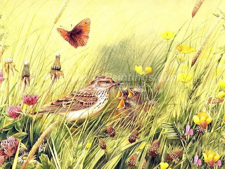 Bird Oil Paintings 008