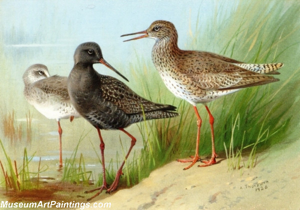 Bird Painting A Trio of Redshank
