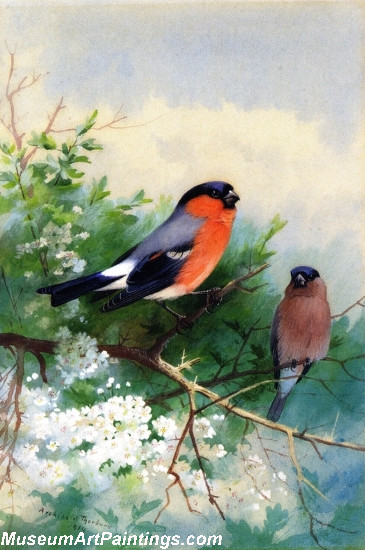 Bird Paintings A Pair of Bullfinches