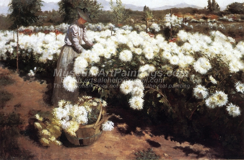 Chrysanthemum Garden in Southern California