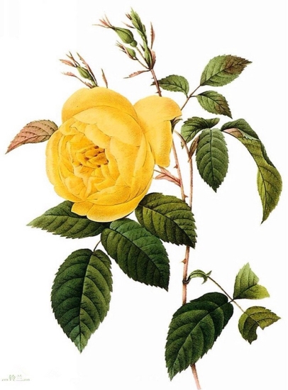 Handmade Flower Oil Painting 020