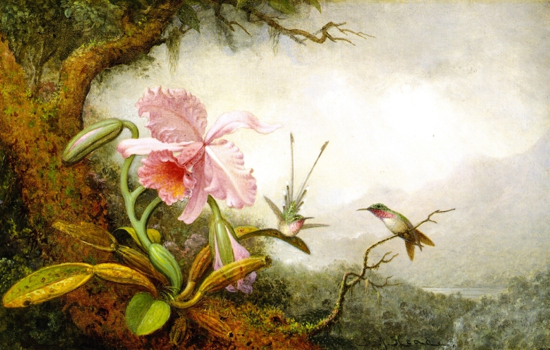 Hummingbirds and Orchids 1 by Martin Johnson Heade