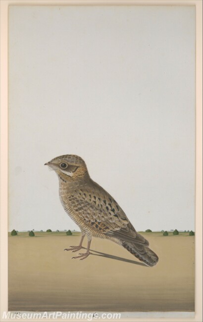 Indian Nightjar Painting