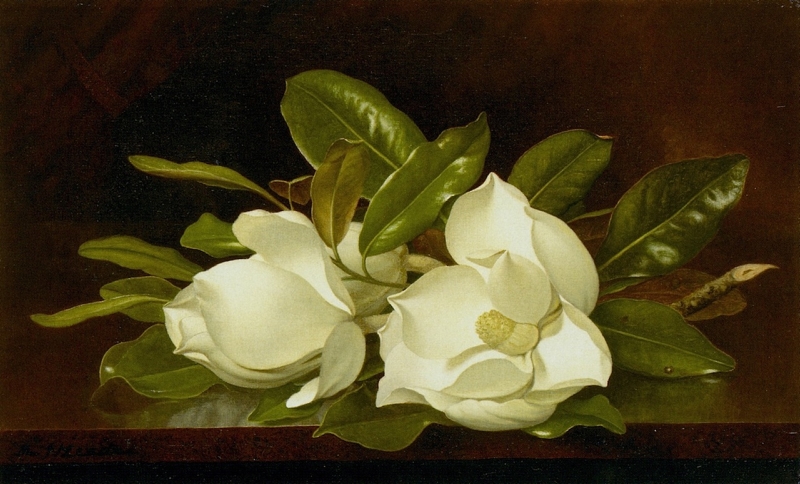 Magnolias on a Wooden Table by Martin Johnson Heade