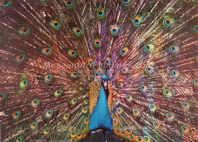 Peacock Oil Paintings 015