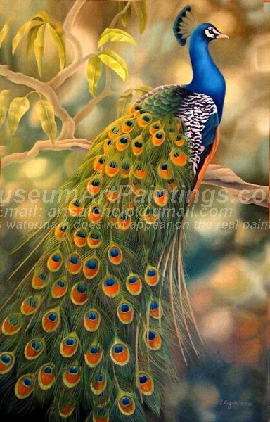 Peacock Oil Paintings 020