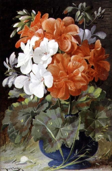 Pelargoniums by William Jabez Muckley