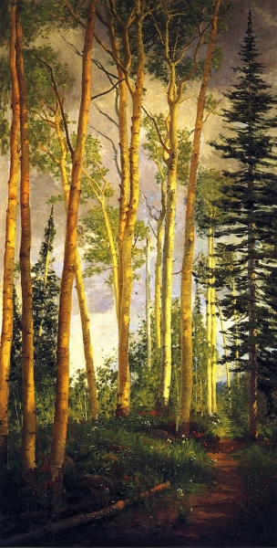 Quaking Aspens Aspen Grove by John Hafen