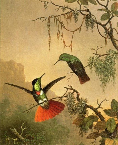 Two Hooded Visorbearer Hummingbirds by Martin Johnson Heade