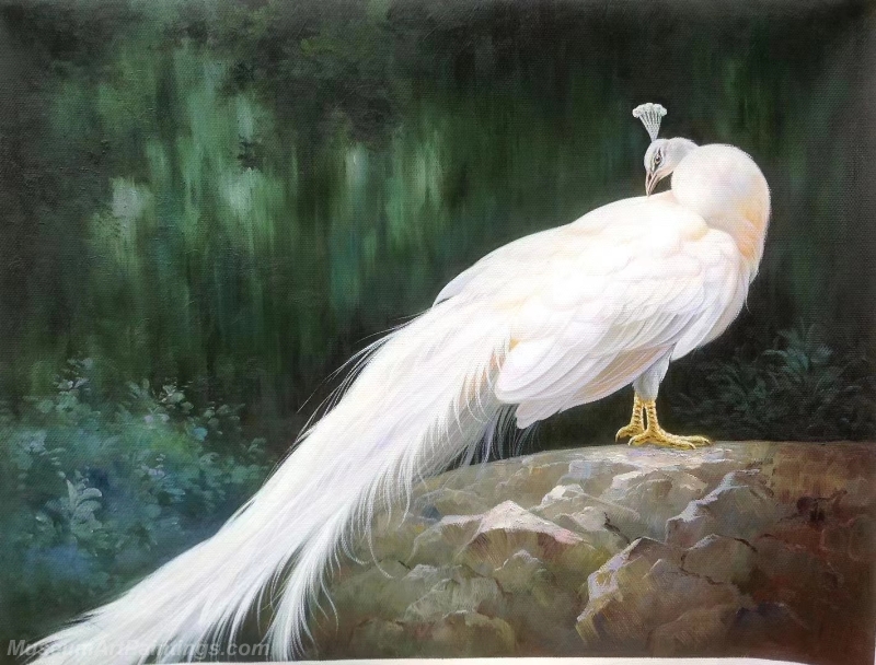 White Peacock Paintings NPOP03