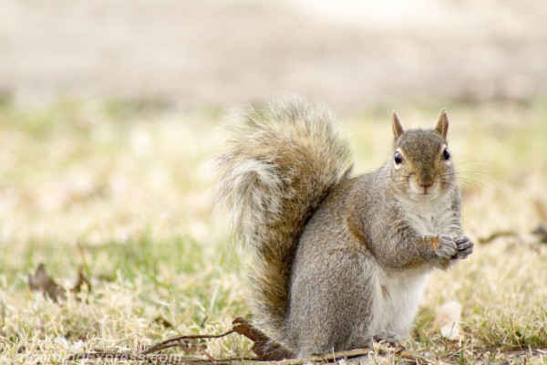 Wild Animal Squirrel Painting Canvas Prints WAP03