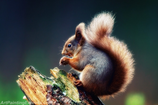 Wild Animal Squirrel Painting Canvas Prints WAP60