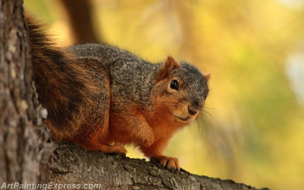 Wild Animal Squirrel Painting Canvas Prints WAP69