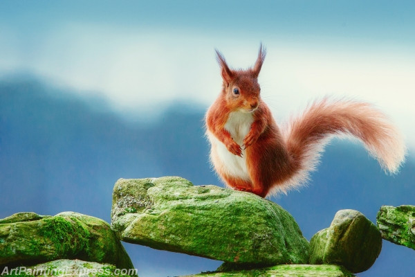 Wild Animal Squirrel Painting Canvas Prints WAP85