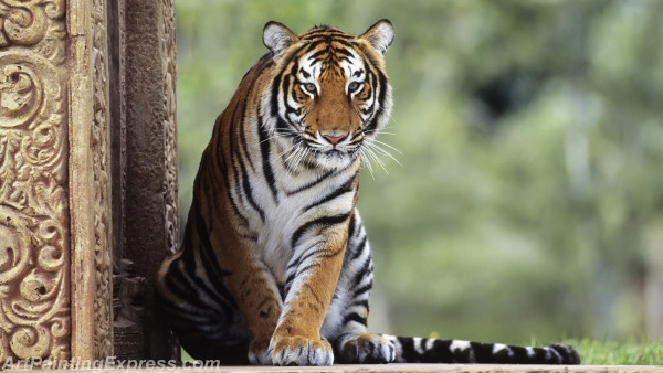 Wild Animal Tiger Painting Canvas Prints WAP42