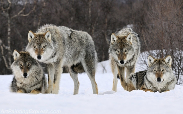 Wild Animal Wolf Painting Canvas Prints WAP44