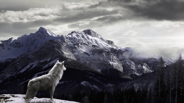 Wild Animal Wolf Painting Canvas Prints WAP50