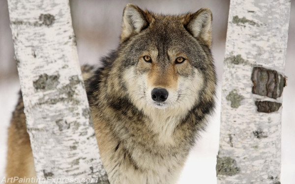 Wild Animal Wolf Painting Canvas Prints WAP82