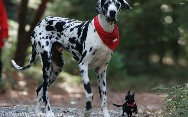 great dane and a chihuahua painting canvas prints
