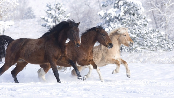 horses running in the snow painting canvas prints