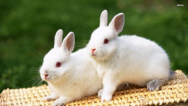white rabbits painting canvas prints